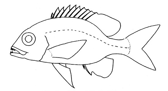 Representative of the Lethrinidae family (Gosline & Brock, 1960, fig. 122)